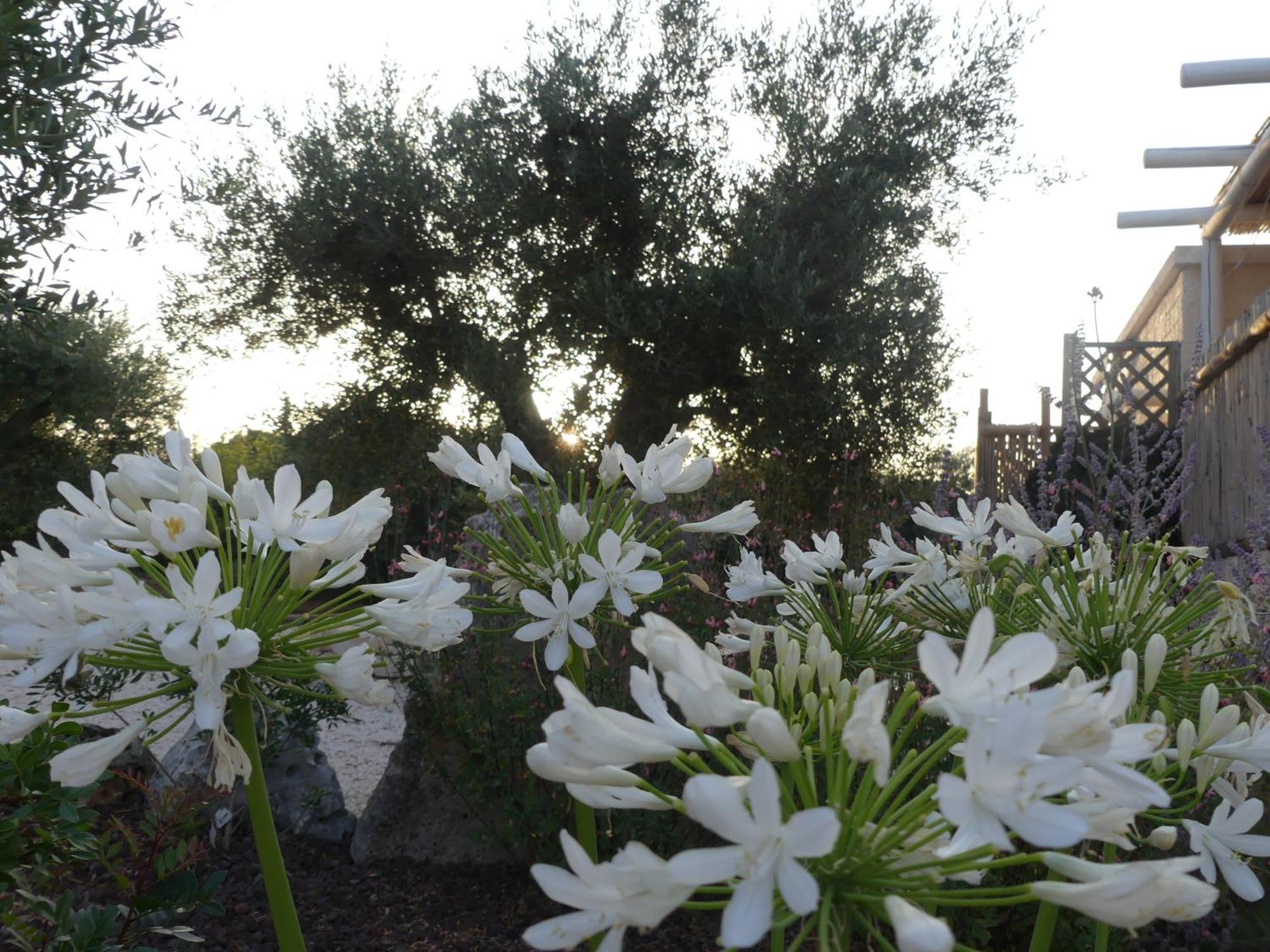 Villa Trullo Manivida Locorotondo Esterno foto